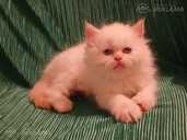Персидские котята - 8 Персидские котята - MM.LV - 8