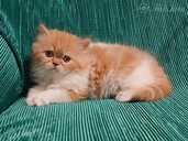 Персидские котята - 10 Персидские котята - MM.LV - 10