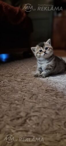 Scottish kittens Scottish kittens - MM.LV