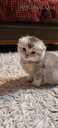 Scottish kittens - 6 Scottish kittens - MM.LV - 6