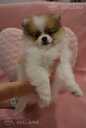 Puppy Reservation Open Mixed Breed, German and Pomeranian Spitz! - MM.LV - 5