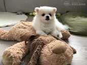 Puppy Reservation Open Mixed Breed, German and Pomeranian Spitz! - MM.LV - 6