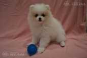 Puppy Reservation Open Mixed Breed, German and Pomeranian Spitz! - MM.LV - 7