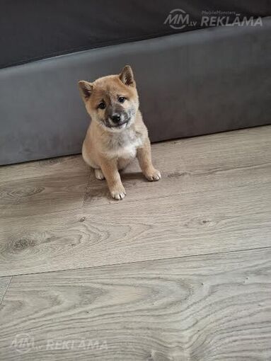 Shiba-inu Shiba-inu - MM.LV