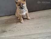 Shiba-inu - MM.LV