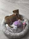 Shiba-inu - 2 Shiba-inu - MM.LV - 2