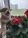 Shiba-inu - 3 Shiba-inu - MM.LV - 3