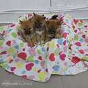 Shiba-inu - 5 Shiba-inu - MM.LV - 5