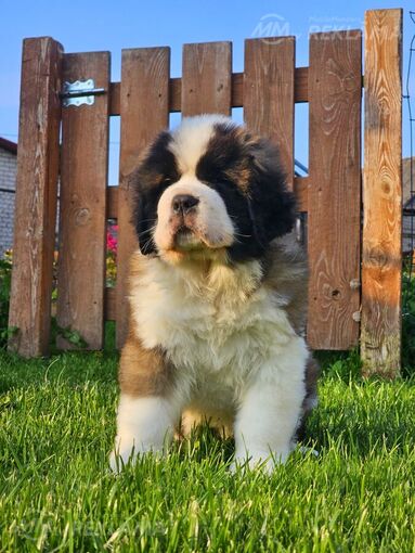 Предлагаю щенков Сенбернара Предлагаю щенков Сенбернара - MM.LV