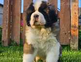 Предлагаю щенков Сенбернара - 1 Предлагаю щенков Сенбернара - MM.LV - 1