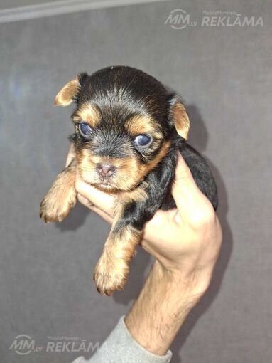 Purebred Yorkshire Terrier puppies. Purebred Yorkshire Terrier puppies. - MM.LV