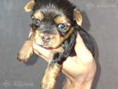 Purebred Yorkshire Terrier puppies. Purebred Yorkshire Terrier puppies. - MM.LV