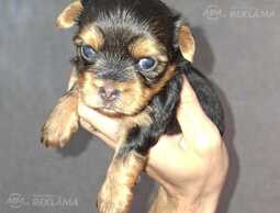 Purebred Yorkshire Terrier puppies. Purebred Yorkshire Terrier puppies. - MM.LV