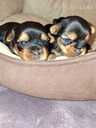 Purebred Yorkshire Terrier puppies. - 5 Purebred Yorkshire Terrier puppies. - MM.LV - 5