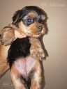 Purebred Yorkshire Terrier puppies. - 8 Purebred Yorkshire Terrier puppies. - MM.LV - 8
