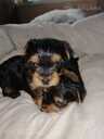 Purebred Yorkshire Terrier puppies. - 11 Purebred Yorkshire Terrier puppies. - MM.LV - 11