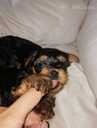 Purebred Yorkshire Terrier puppies. - 12 Purebred Yorkshire Terrier puppies. - MM.LV - 12