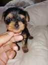 Purebred Yorkshire Terrier puppies. - 13 Purebred Yorkshire Terrier puppies. - MM.LV - 13