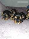 Purebred Yorkshire Terrier puppies. - 14 Purebred Yorkshire Terrier puppies. - MM.LV - 14