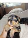 Purebred Yorkshire Terrier puppies. - 15 Purebred Yorkshire Terrier puppies. - MM.LV - 15
