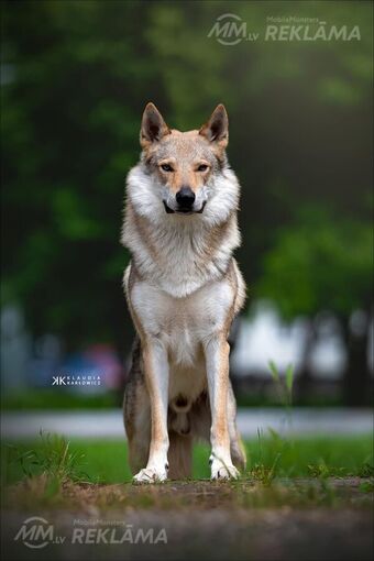 Čekoslovakijos vilkšunis Čekoslovakijos vilkšunis - MM.LV