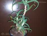 Aloe arborescens, aloe vera un kalanhoja. - MM.LV - 1
