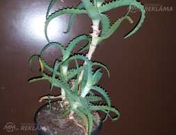 Aloe arborescens, aloe vera un kalanhoja. - MM.LV