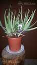 Aloe arborescens, aloe vera un kalanhoja. - MM.LV - 4