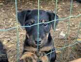 Продажа Ягдтерьеров - MM.LV - 1