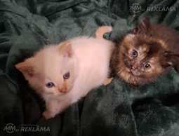 Atdodam kaķēnu labās rokās - MM.LV