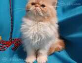 Персидские котята - MM.LV - 1