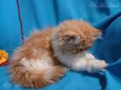 Персидские котята - MM.LV - 4