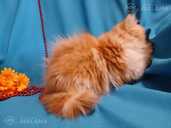 Персидские котята - MM.LV - 5