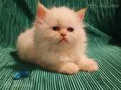 Персидские котята - MM.LV - 7