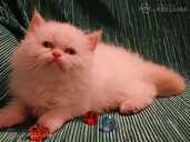 Персидские котята - MM.LV - 9