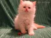 Персидские котята - MM.LV - 10