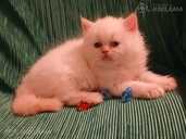 Персидские котята - MM.LV - 11