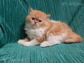 Персидские котята - MM.LV - 12