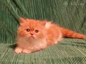 Персидские котята - MM.LV - 14