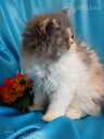 Персидские котята - 2 Персидские котята - MM.LV - 2