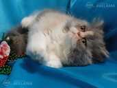 Персидские котята - 3 Персидские котята - MM.LV - 3