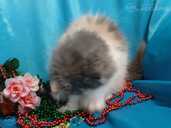 Персидские котята - 6 Персидские котята - MM.LV - 6