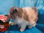 Персидские котята - 4 Персидские котята - MM.LV - 4