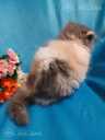 Персидские котята - 5 Персидские котята - MM.LV - 5