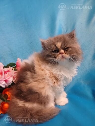 Персидские котята Персидские котята - MM.LV