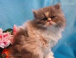 Персидские котята - MM.LV