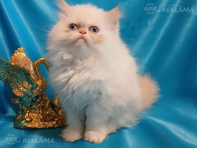 Персидские котята - MM.LV