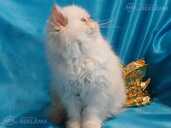 Персидские котята - MM.LV - 5