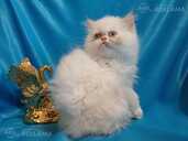 Персидские котята - MM.LV - 7