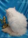 Персидские котята - MM.LV - 10